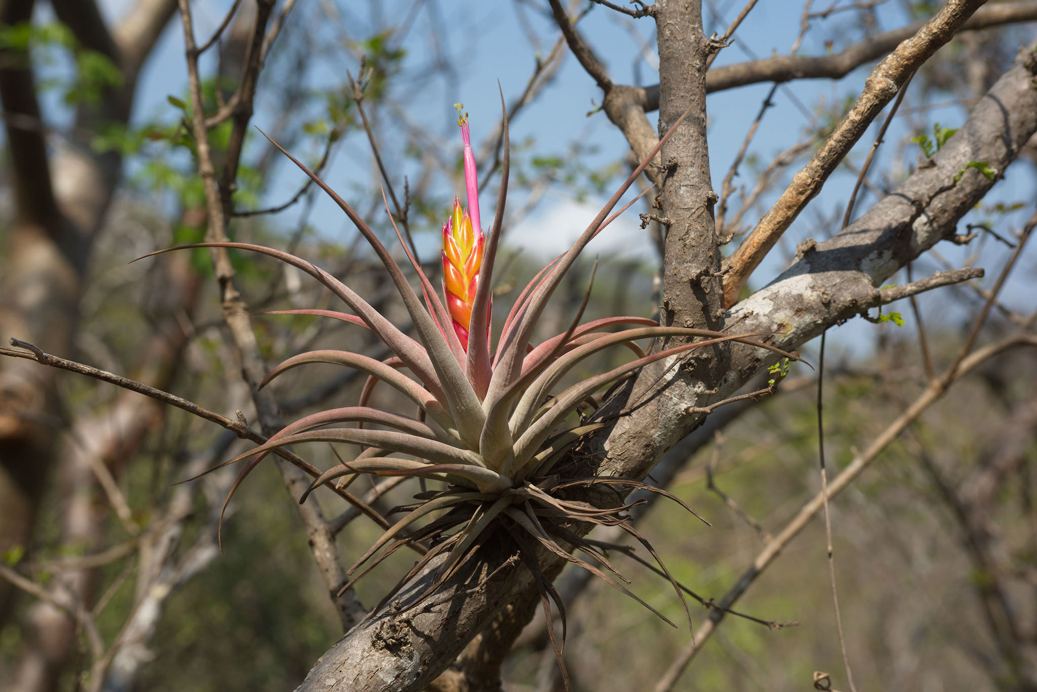 Tillandsia palmasolana 